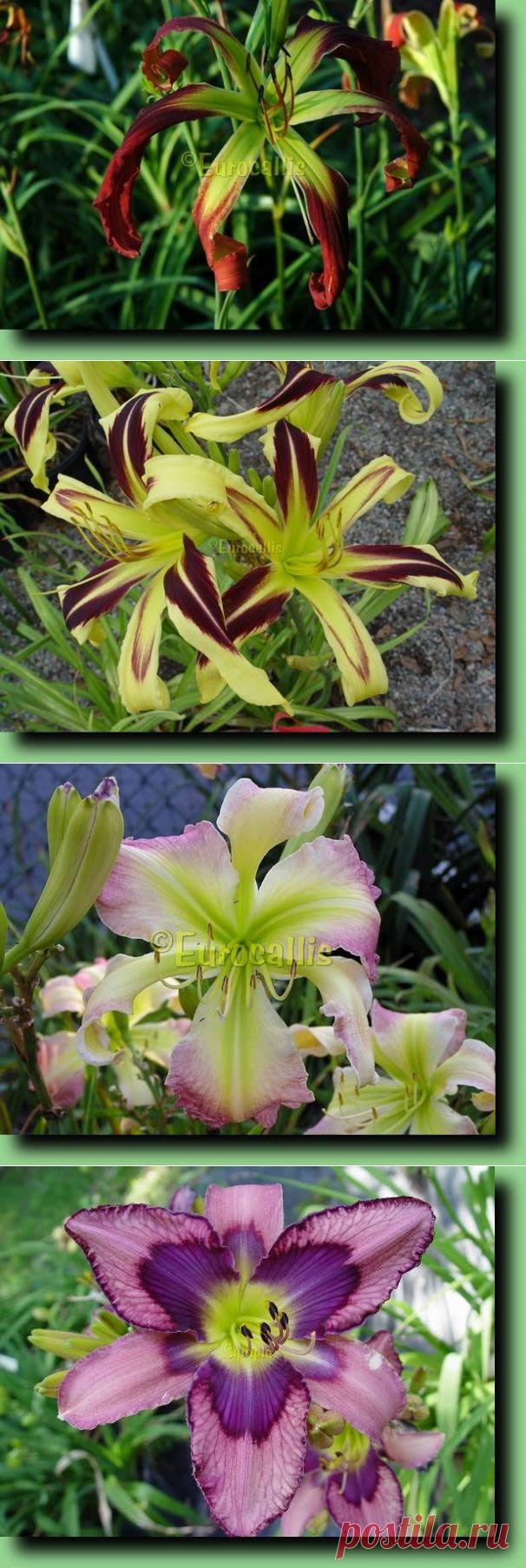 ЛИЛЕЙНИКИ - СПАЙДЕРЫ | Самоцветик