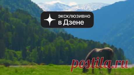 Food.ru — Главная кухня страны | Кочо и алтайский чай: кухня Алтая в деталях. Смотрите в «Еда наших». | Дзен