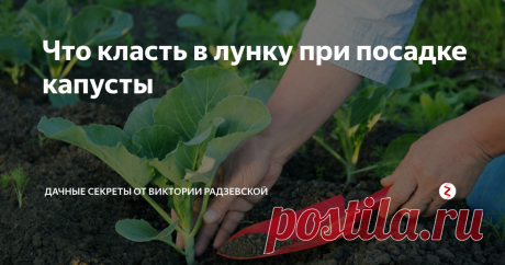 Что класть в лунку при посадке капусты Секрет здоровой капусты заключается во внесении необходимых питательных веществ при посадке в грунт. Немногие садоводы знают, что необходимо класть в лунку перед посадкой капусты, чтобы она была здоровая и ее не поражали насекомые. Рассмотрим, что необходимо внести в лунку при посадке капусты.