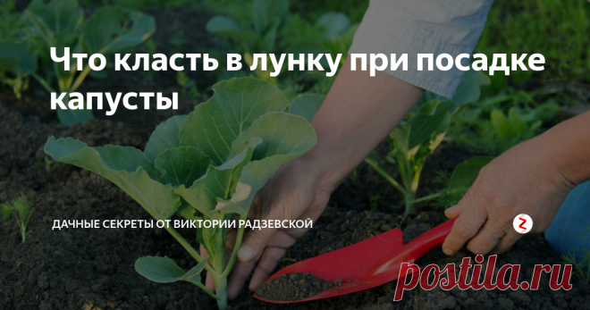 Что класть в лунку при посадке капусты Секрет здоровой капусты заключается во внесении необходимых питательных веществ при посадке в грунт. Немногие садоводы знают, что необходимо класть в лунку перед посадкой капусты, чтобы она была здоровая и ее не поражали насекомые. Рассмотрим, что необходимо внести в лунку при посадке капусты.