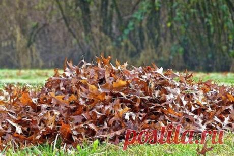 Листовой перегной. Подготовка и использование на садовом участке