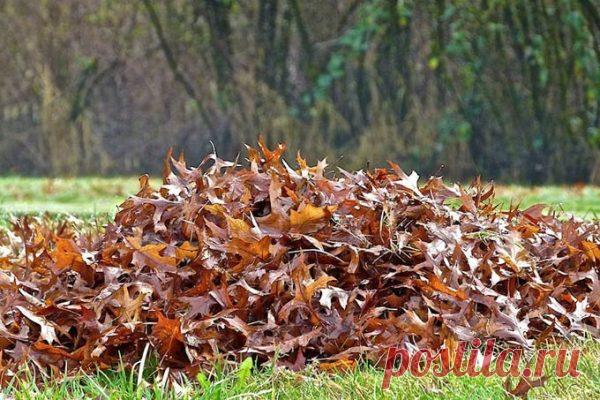 Листовой перегной. Подготовка и использование на садовом участке
