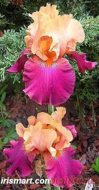 Cherry Glen Tall Bearded Iris