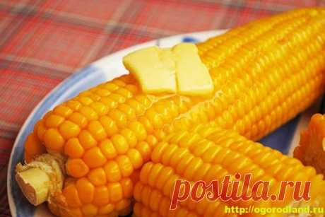 Кукуруза в початках. Семь способов приготовления кукурузы