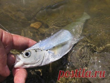 Чехонь рыба сабля как ее называют в народе, что это за рыба чехонь?. | Рыбалка 63 | Яндекс Дзен