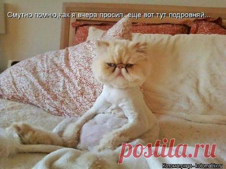 Кото-Всяко-Матрица на выходные от Михалыча!!! - &quot;5минутка&quot; - nkl53@mail.ru - Почта Mail.Ru