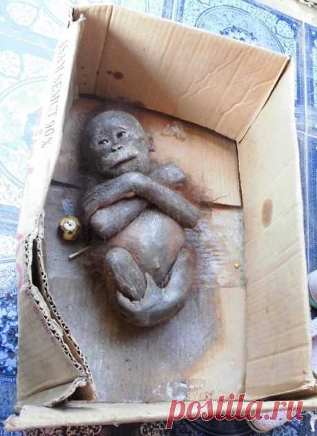 Люди осторожно заглянули в картонную коробку. То, что они увидели внутри, ужаснуло всех. Работники Международной организации по спасению животных на острове Калимантан нашли этого детеныша орангутана в картонной коробке.

Защитники животных были просто потрясены его состоянием, подумав сперва, что малыш уже мертв. Но тут измученная, покрытая грязью и насекомыми обезьяна шевельнулась,
