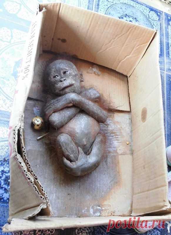 Люди осторожно заглянули в картонную коробку. То, что они увидели внутри, ужаснуло всех. Работники Международной организации по спасению животных на острове Калимантан нашли этого детеныша орангутана в картонной коробке.

Защитники животных были просто потрясены его состоянием, подумав сперва, что малыш уже мертв. Но тут измученная, покрытая грязью и насекомыми обезьяна шевельнулась,