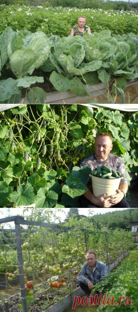 Овощной контейнер - что это??? Прикольно на самом-то деле.