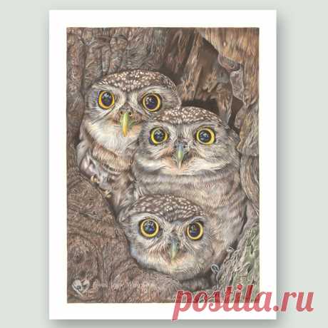 Fledging Day - Little Owl wildlife art print by pencil artist Angie Buy limited edition prints and original wildlife art by UK pencil artist Angie, including delightful Little Owl portrait 'Fledging Day'. Secure online ordering.