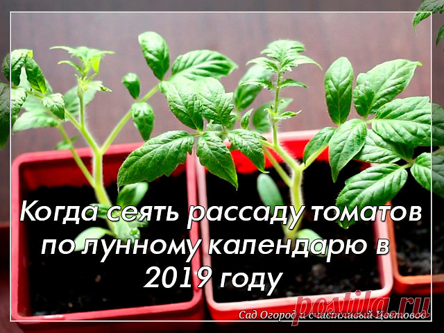 Когда сеять томаты на рассаду по лунному календарю в 2019 году

Томаты являются самыми распространёнными овощами у огородников, ведь они очень вкусные, подходят для салатов и консервирования. Но чтобы вырастить прекрасные помидоры необходимо заранее подготовится к их посадки, чтобы они успели созреть в срок. Посев лучше всего осуществлять учитывая сорт и лунный календарь.

Какие сорта томатов сажать:
Сверхранние сорта,
Ранние и среднеспелые сорта,
Поздние сорта.

Чтобы был...