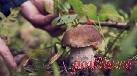 Сбор грибов 2021, срезать или выкручивать, грибные места и прочие советы миколога