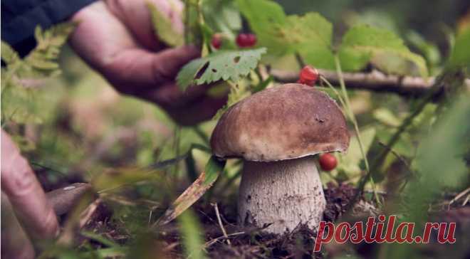 Сбор грибов 2021, срезать или выкручивать, грибные места и прочие советы миколога