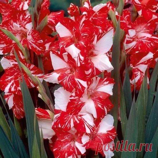 Уход за гладиолусами