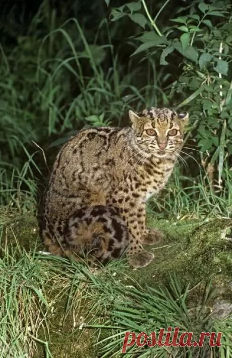 marbled cat – Google Поиск