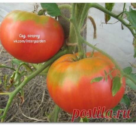 Главные ошибки, которые мешают вашему томату расти и развиваться!