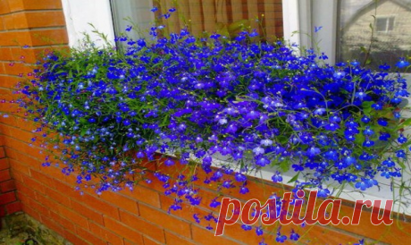 ИЗ ОДНОГО КУСТИКА ЛОБЕЛИИ ПОЛУЧАЮ 55!!