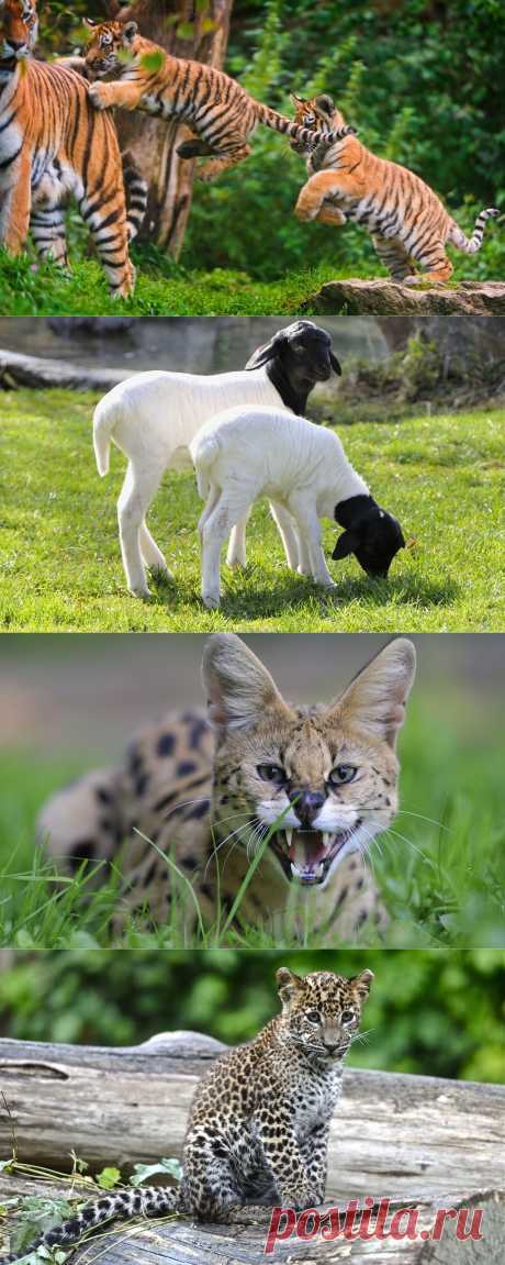 Веселые картинки с животными