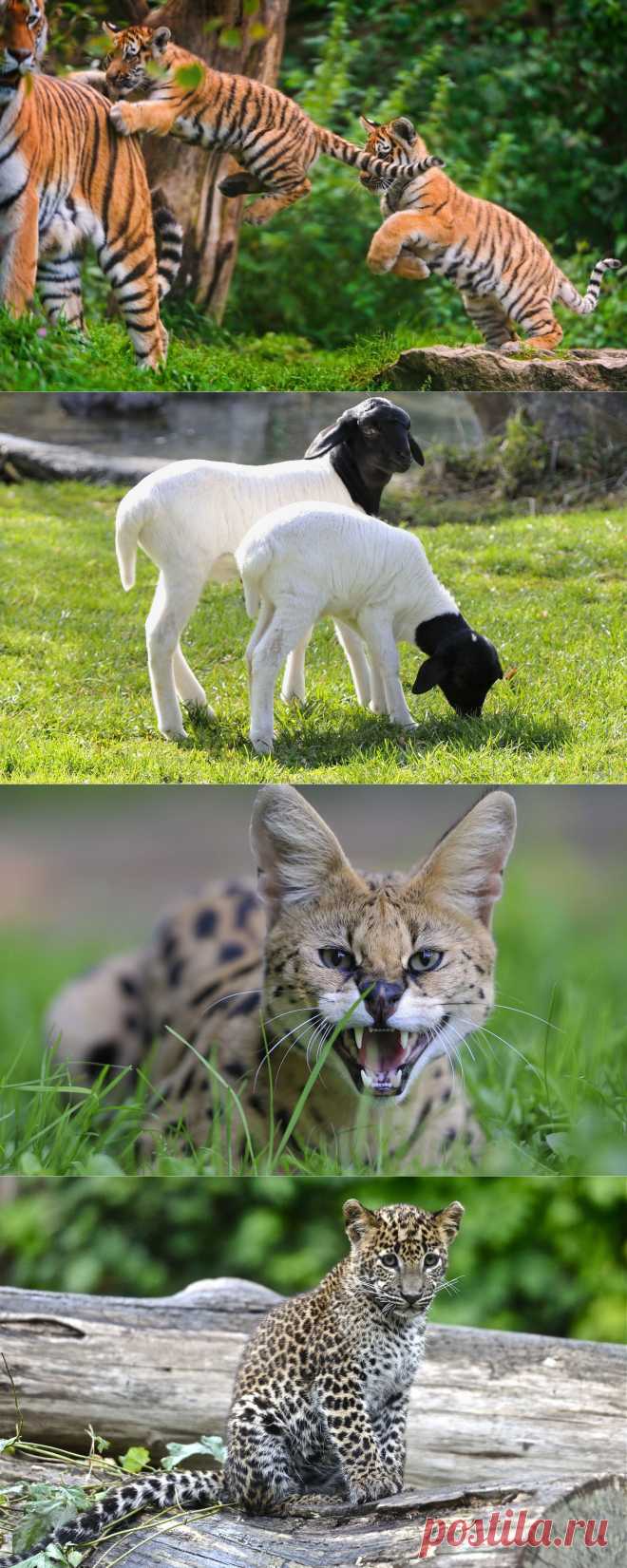 Веселые картинки с животными