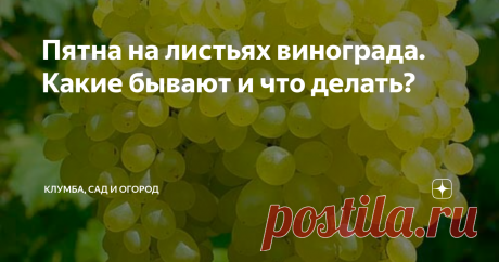 Пятна на листьях винограда. Какие бывают и что делать? Виноград — культура, любимая многими. Когда же его листья начинают менять цвет и из зеленых превращаются неизвестно во что, стоит бить тревогу. Растение больно или повреждено вредителями. Вот какие они бывают.