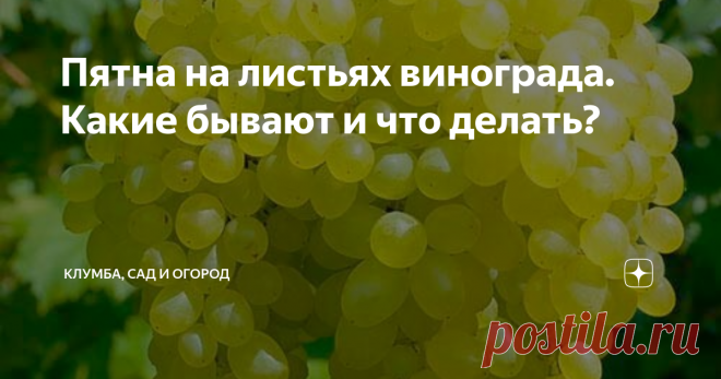 Пятна на листьях винограда. Какие бывают и что делать? Виноград — культура, любимая многими. Когда же его листья начинают менять цвет и из зеленых превращаются неизвестно во что, стоит бить тревогу. Растение больно или повреждено вредителями. Вот какие они бывают.