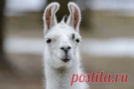 Lovely Llama - white