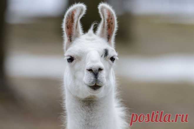 Lovely Llama - white