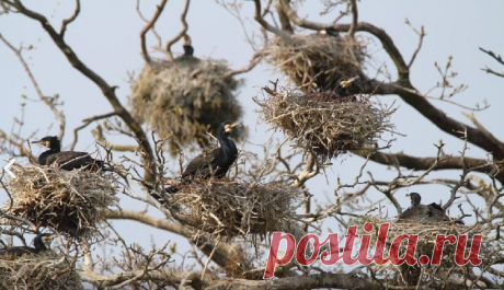 В Литве решили не восстанавливать уничтоженный бакланами заповедный лес на Куршской косе | Живой мир - природа