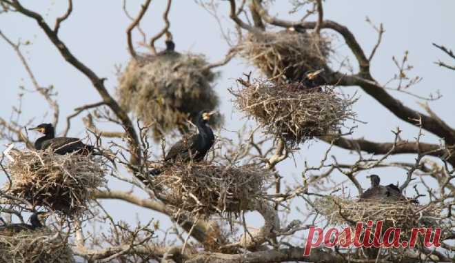 В Литве решили не восстанавливать уничтоженный бакланами заповедный лес на Куршской косе | Живой мир - природа