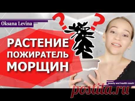 СИЛЬНАЯ Маска от морщин | ЭТО РАСТЕНИЕ ЕСТЬ У КАЖДОГО | Чудесное лечение кожи от прыщей