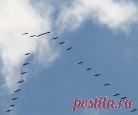 Плейкаст «Журавли»