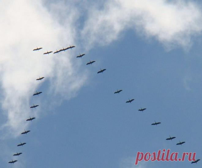 Плейкаст «Журавли»