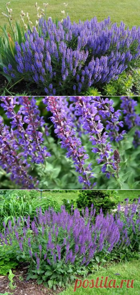 Шалфей на даче: два способа посадки и уход | Дача - впрок