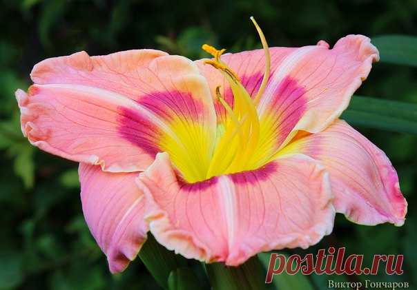 Вечер добрый! ✨ ♥ 📷: #Виктор_Гончаров