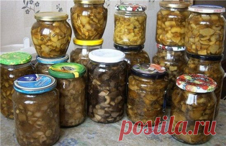 10 заготовок из ГРИБОВ на зиму... 
1. Засолка грибов - холодный способ. 
грибы (рыжики, черные и белые грузди, волнушки, сыроежки) - 1 кг 
соль - 100 г 
смородина - 10–12 листьев 
вишня - 5–6 листиков 
хрен - 2 листа 
укроп - 2 зонтика 
лавровый лист - 2–3 шт. 
перец горошком - по вкусу 
чеснок - по вкусу 
Грузди, волнушки или сыроежки вымыть и залить холодной водой на 5–6 ч. (Рыжики не вымачивают, а только промывают). На дно деревянной или керамической посуды насыпать слой соли, положить пол