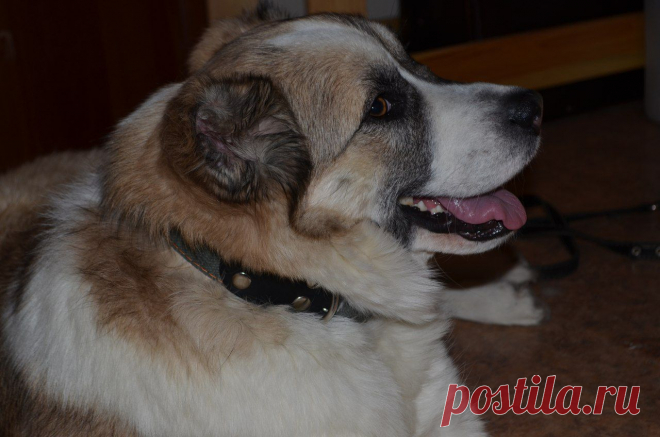 Первоуральское городское Общество защиты животны