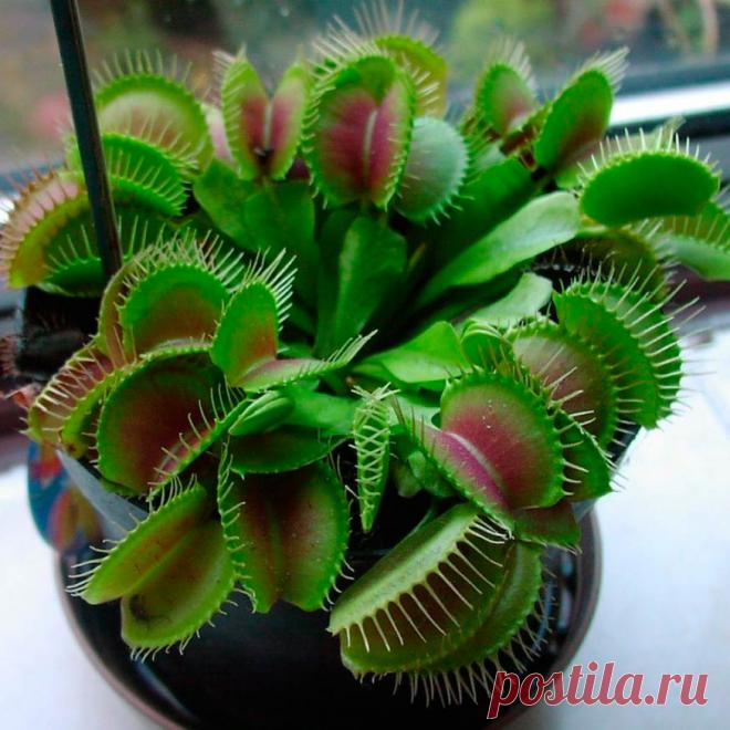 Комнатное растение Венерина мухоловка (Dionaea). Венерина мухоловка - одно из самых любопытных насекомоядных растений. Ее украшенные зубчиками листья быстро закрываются, когда внутрь попадает крылатая жертва. Родина растения - теплые болота Северной Америки. К сожалению, в комнатных условиях мухоловки долго не живут, обычно они имеют декоративный вид лишь с весны до лета. Однако недолгий срок их существования с лихвой окупается любопытными впечатлениями от содержания столь необычного растения.