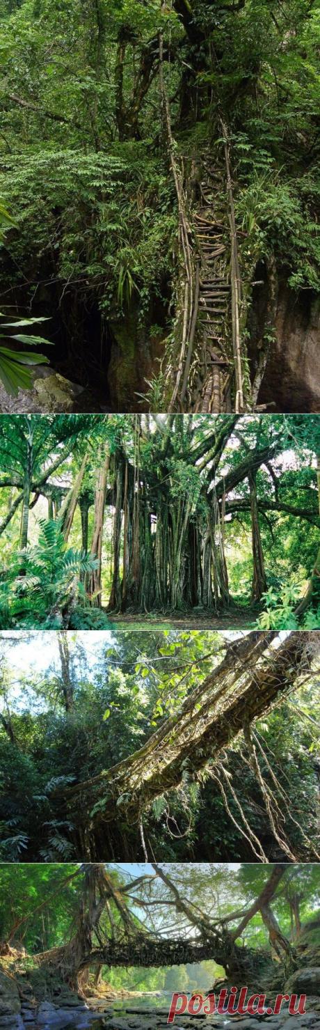 Живые мосты - мосты из корней в Индии