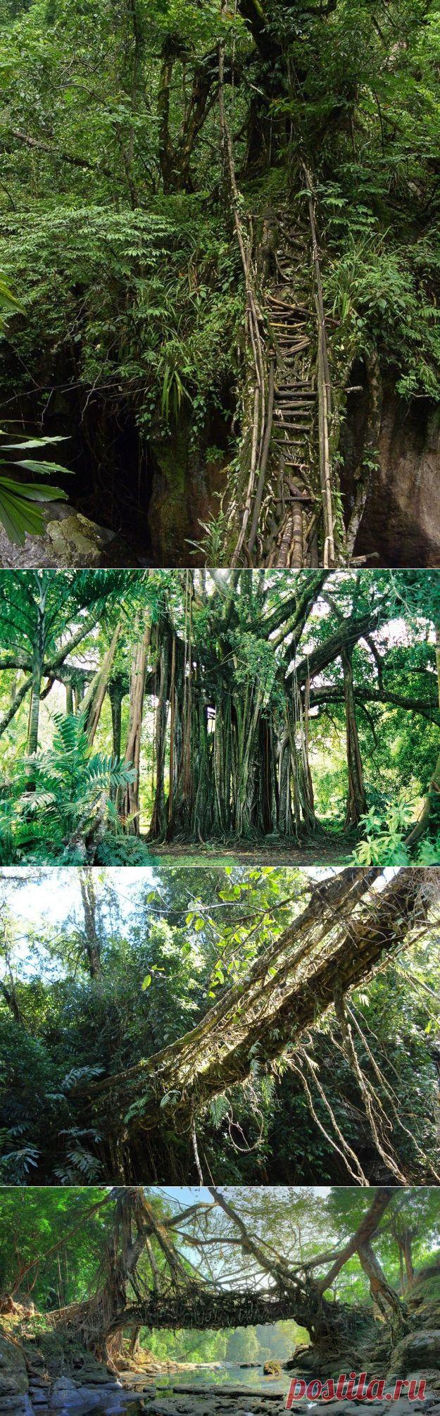 Живые мосты - мосты из корней в Индии