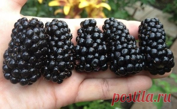 Уход за ежевикой: 6 советов