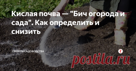 Кислая почва — "Бич огорода и сада". Как определить и снизить Кислая почва негативно влияет на большинство огородных растений. Это обусловливается тем, что в ее состав в большой количестве входит алюминий. Именно он блокирует поступление калия, фосфора, кальция, магния и других полезных микроэлементов в корни растений. А токсины, которые имеются в почве, наоборот, хорошо усваиваются ими.
Повышенная кислотность почвы также влияет и на сами корни растений. Они
