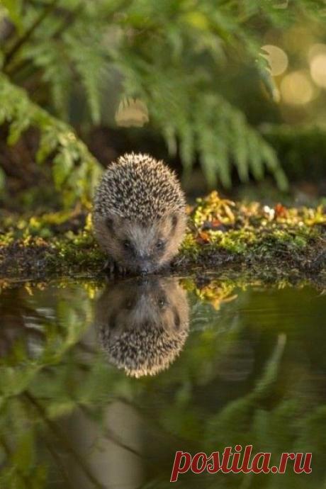Умеренно вкушайте наслажденья, Где крайности - там наслажденья нет! (Пьер Жан Беранже)