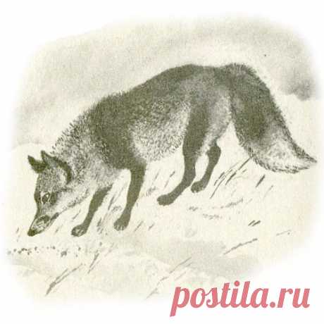 ИЗ БЕДЫ В БЕДУ