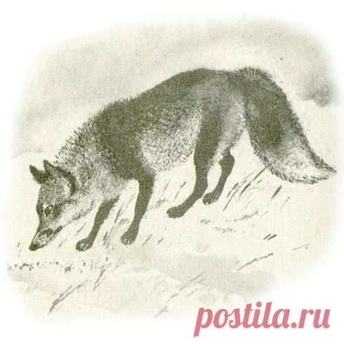 ИЗ БЕДЫ В БЕДУ