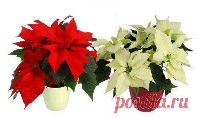 Уход за растениями в домашних условиях. Фото,названия,советы