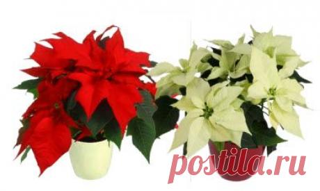 Уход за растениями в домашних условиях. Фото,названия,советы