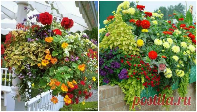 Ампельные растения в саду, выбор и уход, фото идеи