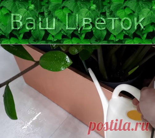 Как поливать замиокулькас – в домашних условиях, правильно, нужен ли часто полив, сколько раз, летом