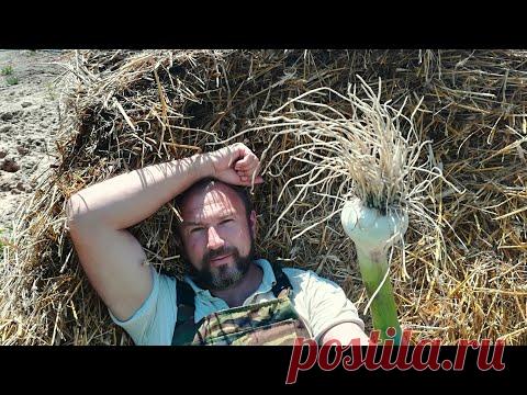 Чеснок в две стрелки, последняя подкормка чеснока и пробная копка. ВСЁ для хорошего урожая.
