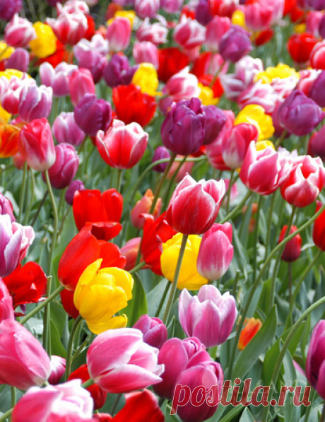 Mixed Triumph Tulip Value Bag (14 bulbs) Love tulips? Then why pick just one or two colors! This Mixed colorful Triumph Tulip Value Bag will be perfect for your spring garden, adding a rainbow of color. Extremely splendid, these bulbs will bring color to your garden year after year....